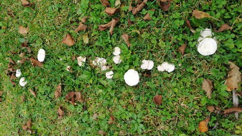 Clitocybe dealbata