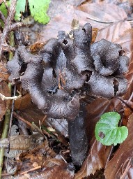 Craterellus cornucopioides