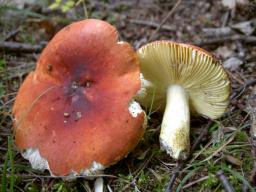 Russula aurea