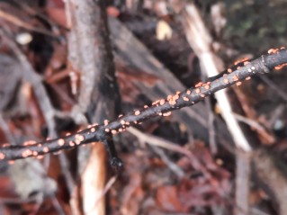 Nectria cinnabarina