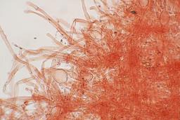 Clitocybe phaeophthalma