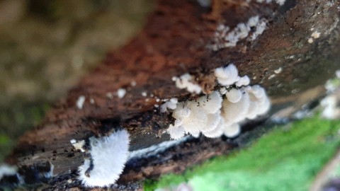 Schizophyllum commune