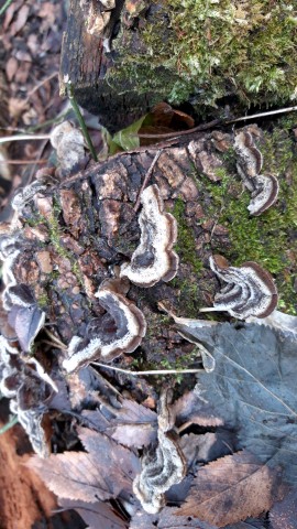 Auricularia mesenterica