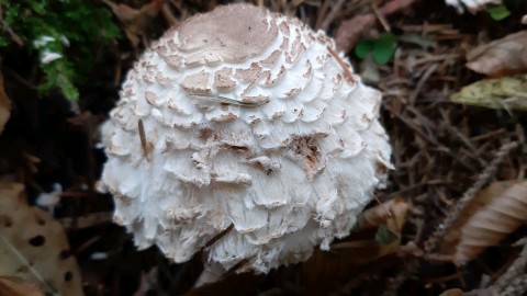 Chlorophyllum olivieri