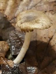 Hygrophorus hypothejus