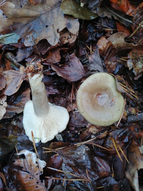 Lactarius blennius