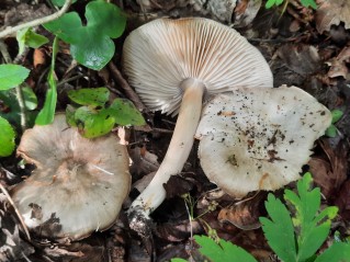Megacollybia platyphylla