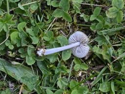 Entoloma griseocyaneum