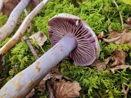 Cortinarius lucorum