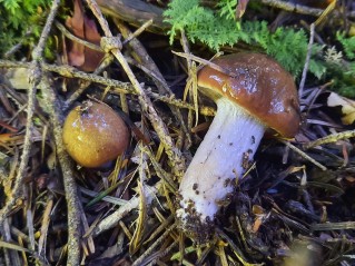 Cortinarius collinitus