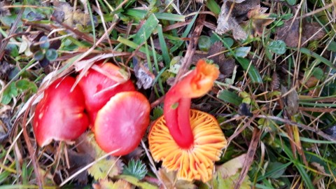 Hygrocybe splendidissima