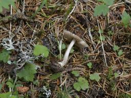 Inocybe fuscidula