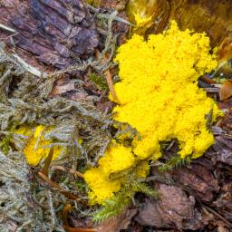 Fuligo septica