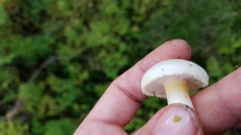 Hygrophorus chrysodon