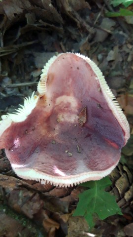 Russula amoena