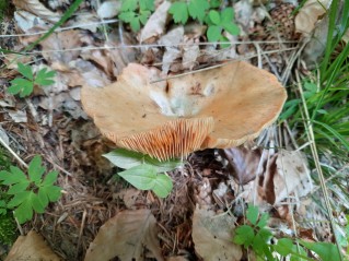 Lactarius deterrimus