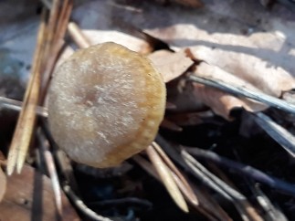 Craterellus tubaeformis