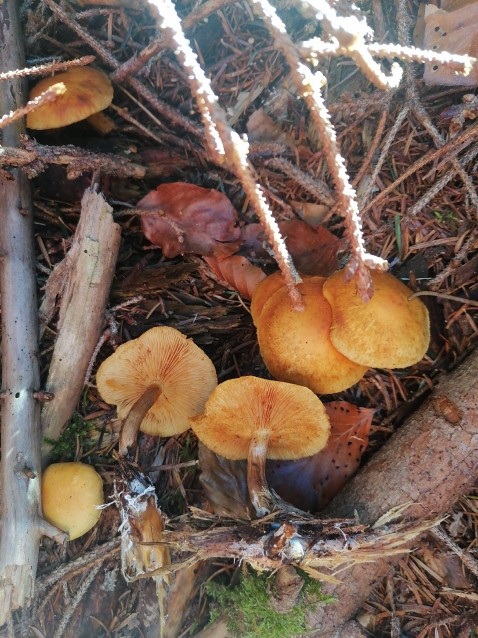 Pholiota astragalina