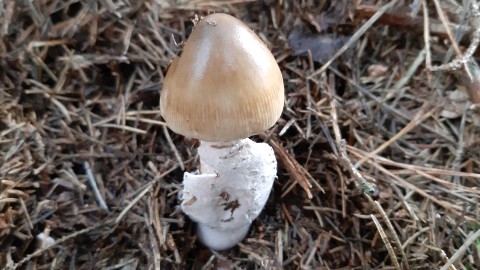 Amanita battarrae