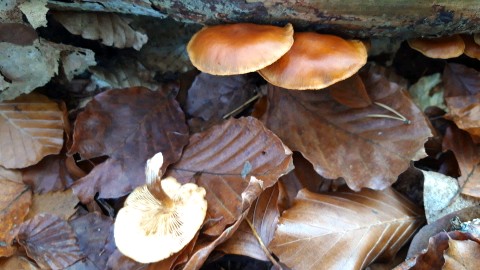 Gymnopilus penetrans