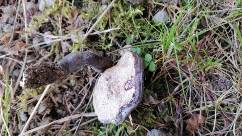 Ganoderma lucidum