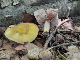 Pluteus leoninus