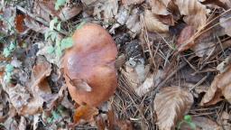 Suillus luteus