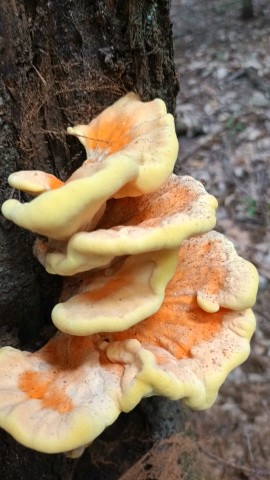 Laetiporus sulphureus