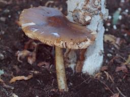 Pluteus pouzarianus