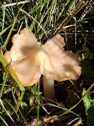 Porpolomopsis calyptriformis