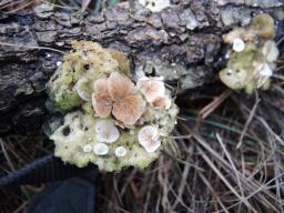 Crepidotus variabilis