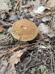 Leccinellum crocipodium