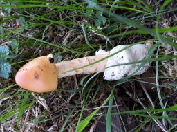 Amanita crocea