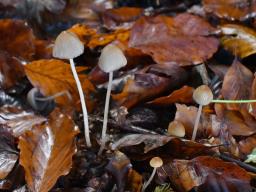 Psathyrella corrugis