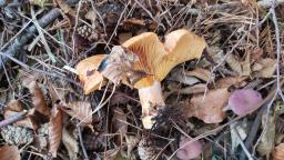 Lactarius deliciosus