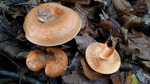 Lactarius semisanguifluus