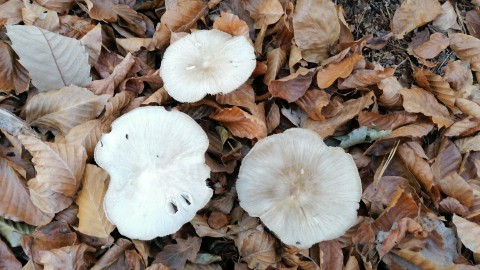 Megacollybia platyphylla