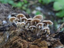 Psathyrella pygmaea