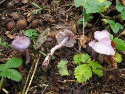 Inocybe geophylla var. lilacina