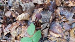 Psathyrella bipellis