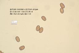 Psathyrella clivensis