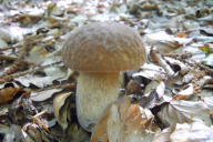Boletus reticulatus