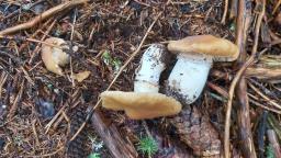 Cortinarius caperatus