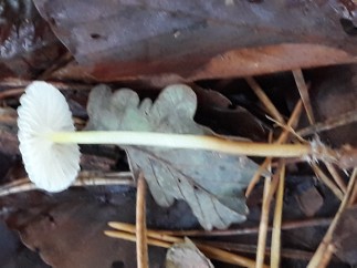 Mycena epipterygia