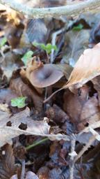 Pseudoclitocybe cyathiformis