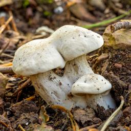 Clitopilus prunulus