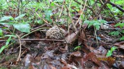 Morchella vulgaris