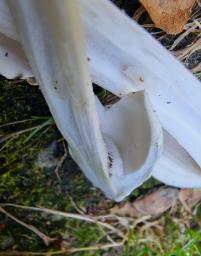 Amanita huijsmanii