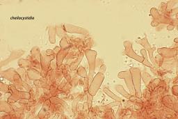 Marasmius wynneae