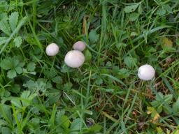 Psathyrella pseudogracilis